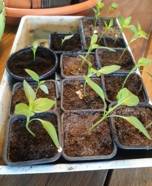 20230406_125632 (2).jpg