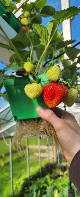 Aardbeien.jpg