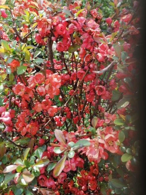 IMG_20230408_154440 (1).jpg