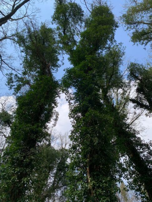 Klimop 1 April 2023.jpg