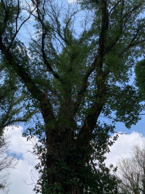 Klimop 2 April 2023.jpg