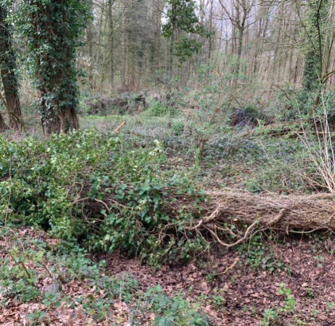 Klimop 3 April 2023.jpg