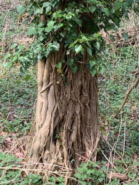 Klimop 4 April 2023.jpg