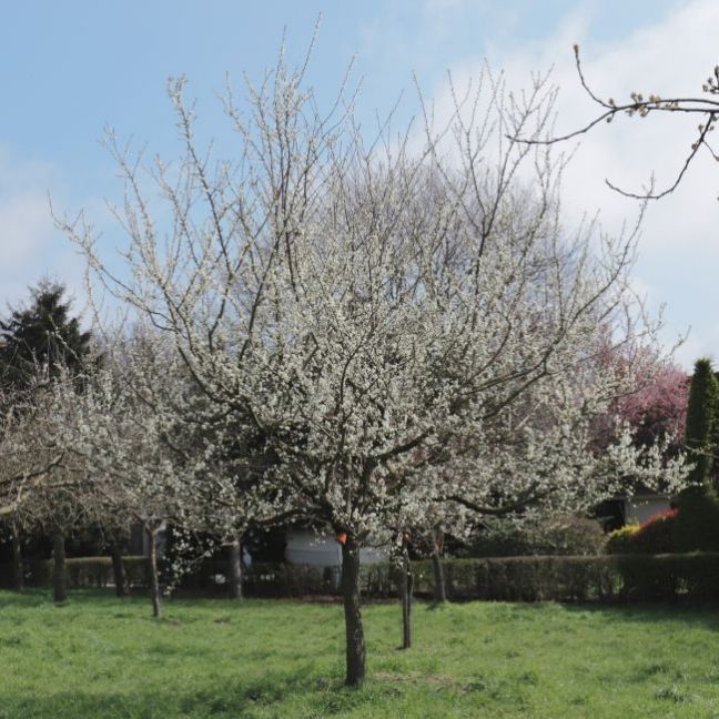 mirabelle de nancy.JPG