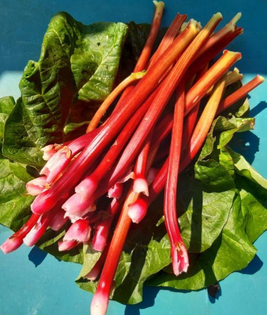 20230523_132953 (2).jpg