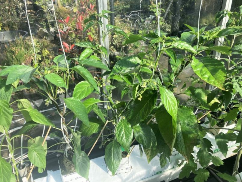Superhots 2023-05-03 geplant.JPG