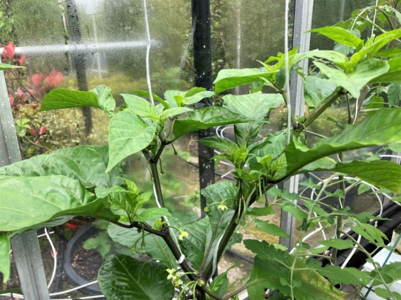 Superhots2023-05-07plant.thumb.JPG.4b177ccbe41b54f9e63943e95050cd54.JPG