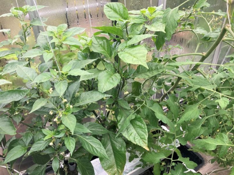 Superhots2023-05-21CRenHabanero.thumb.JPG.f082d6be18290d5eaaa11619c0f02558.JPG