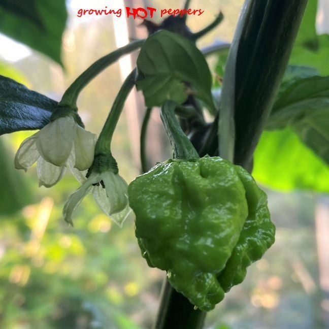 01Pepers2023-06-0304CarolinaReaper.thumb.JPG.259e94f3b4c2306675739c015923ebba.JPG