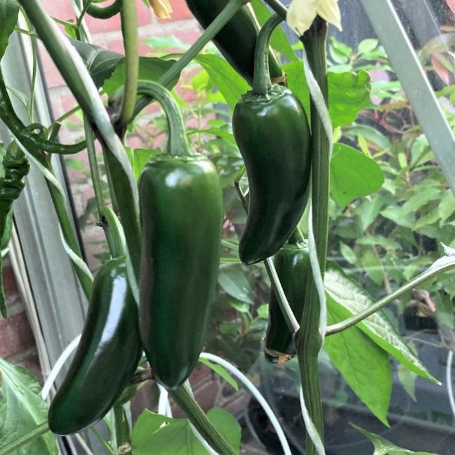 06Pepers2023-06-0309JalapenoM.thumb.JPG.1eb37ffb8024449ccba696744acb9f7d.JPG