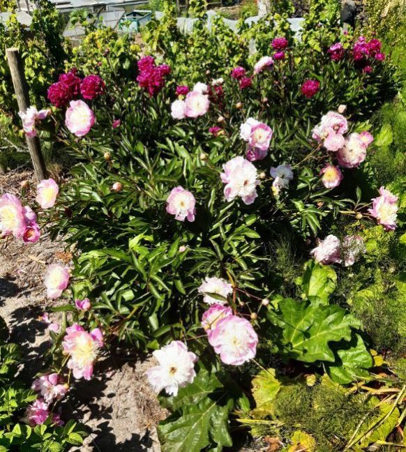 20230613_155632 (2).jpg