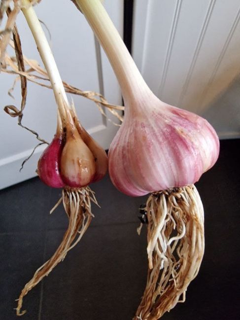 image.thumb.jpeg.3dd08b6dc4caa76e651cb5a215e5fcbe.jpeg