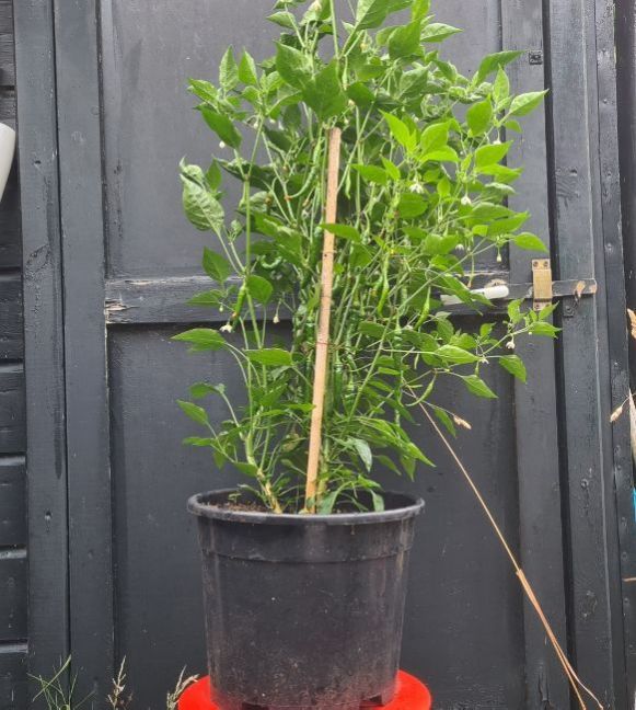 20230720_Cayenne.jpg