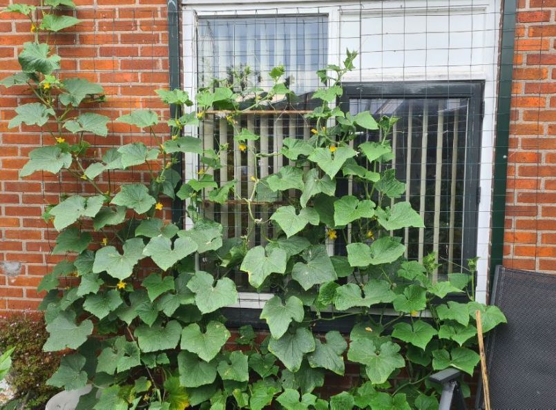 20230720_komkommer_planten.jpg