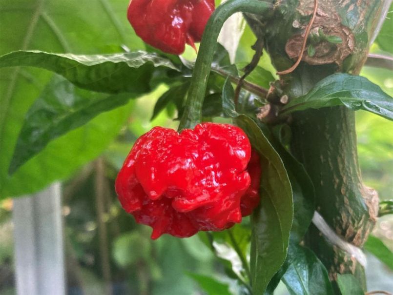 CarolinaReaper2023-07-0801.thumb.JPG.c0be436b318904ce8d66bd6c81d5ebff.JPG