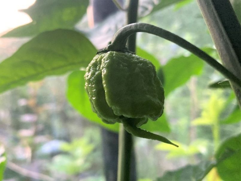 CarolinaReaper2023-07-1101.thumb.JPG.ec4654819b3f2153efdb85edb06e1a6b.JPG