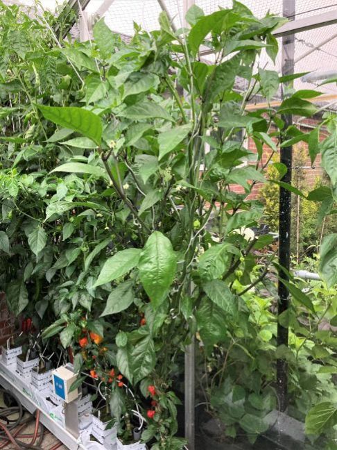 CarolinaReaper2023-07-1301.thumb.JPG.8bcbafa853d75ae7b0019e4bf31dc664.JPG