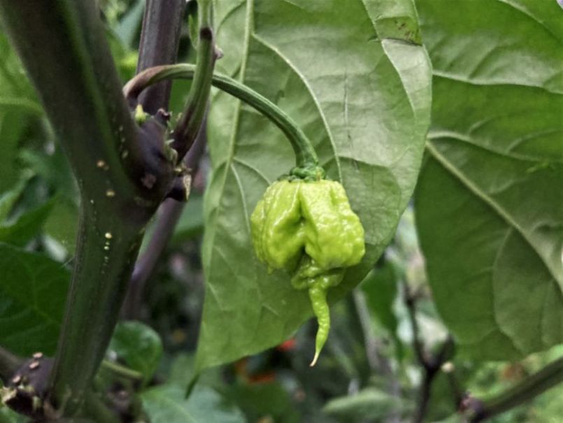 CarolinaReaper2023-07-1303.thumb.JPG.6264c139fb0d9eb35cd017072d8517dc.JPG