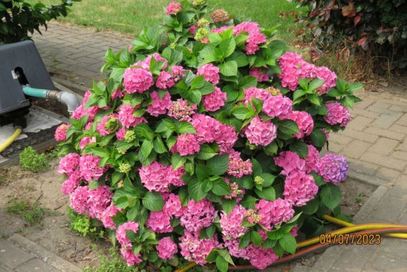 Hortensia2.thumb.JPG.6d2e451cde7d0df10eab14e625736a6b.JPG