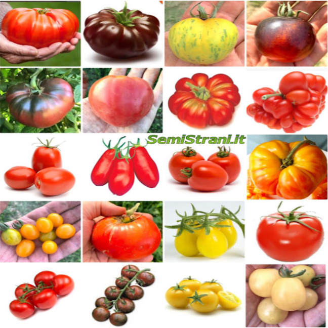 IMG_1287.png