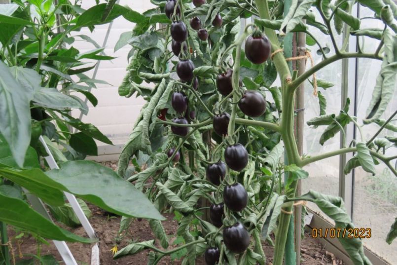 Nightshade1.thumb.JPG.b245bad8691c14afb21cdb29cdc03756.JPG