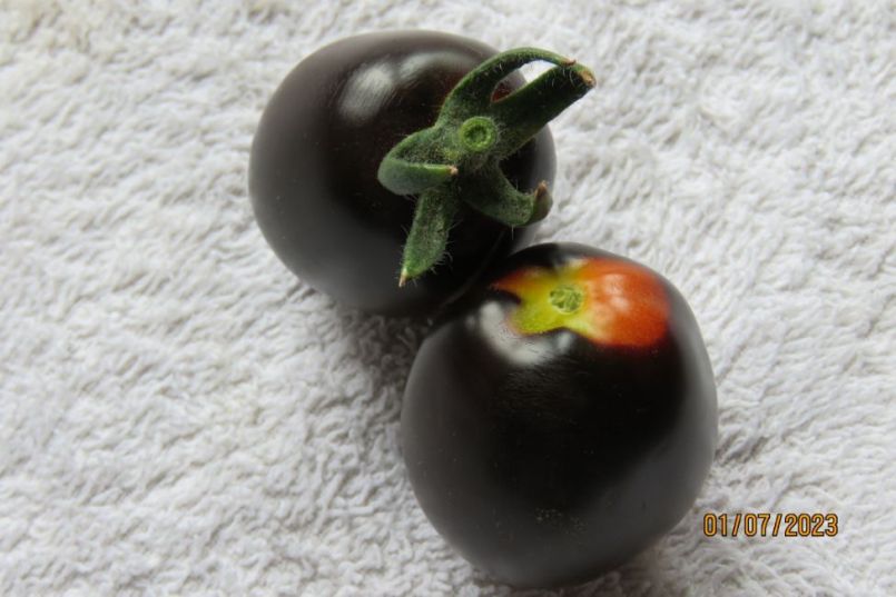 Nightshade2.thumb.JPG.c324763a2eea9a973f36069d5cf42450.JPG