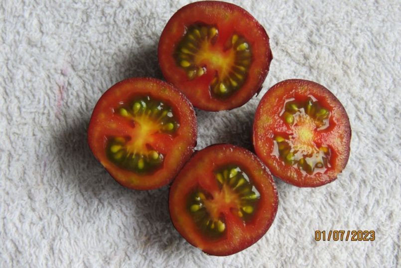 Nightshade3.thumb.JPG.05bba7ff81bff72a1e48c6378c31d4c8.JPG