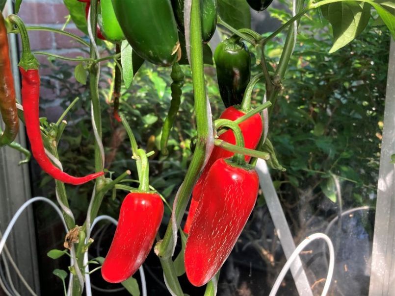 Pepers2023-07-1607JalapenoM.thumb.JPG.acb1d6953ed5f441f809fbddbf87db44.JPG