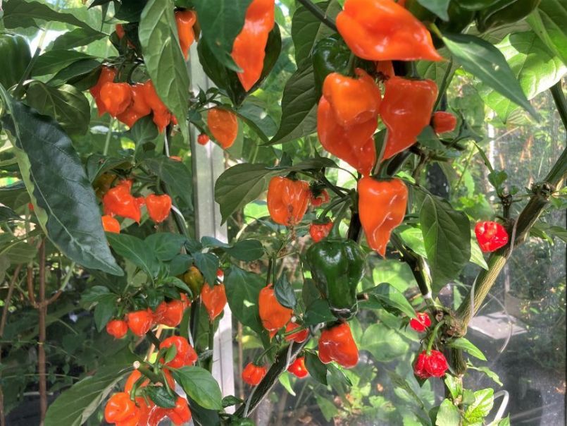 Pepers2023-07-1610HabaneroOrange.thumb.JPG.214308cf395ca8e249ca1c794bfbda0d.JPG