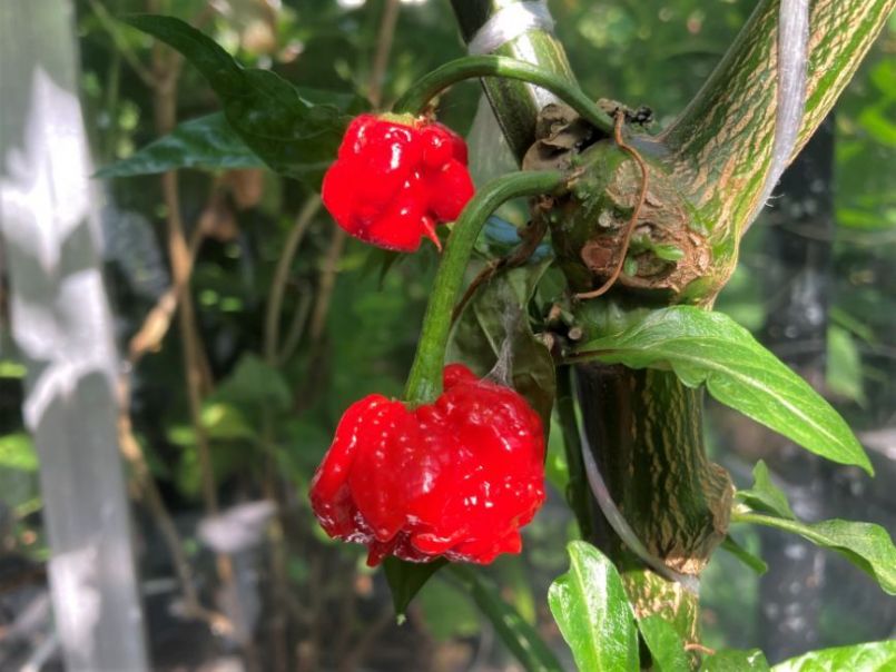 Pepers2023-07-1611CarolinaReaper.thumb.JPG.536d868251f3d0a02cef7d85627c2b9f.JPG