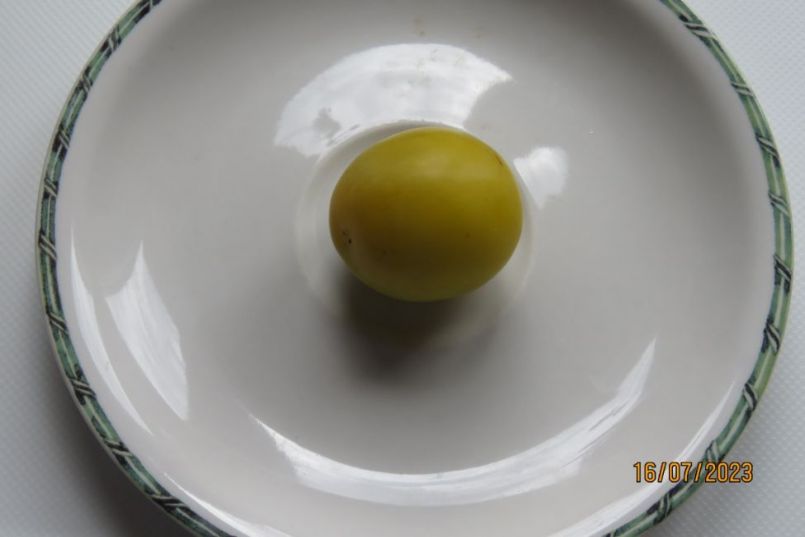 ReineClaude2.thumb.JPG.f362c23359f5b50ba3eeb8f5879af4a6.JPG