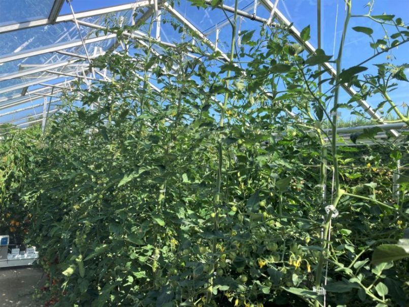 Tomaten2023-07-1602.thumb.JPG.2cd46678de7862d7330afbc95eb05c2c.JPG