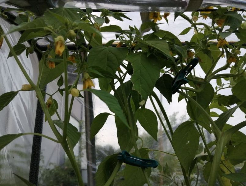 Tomatiljo11juli23.thumb.jpg.4f5f4a3a341c892f288d438b51f1d5cd.jpg