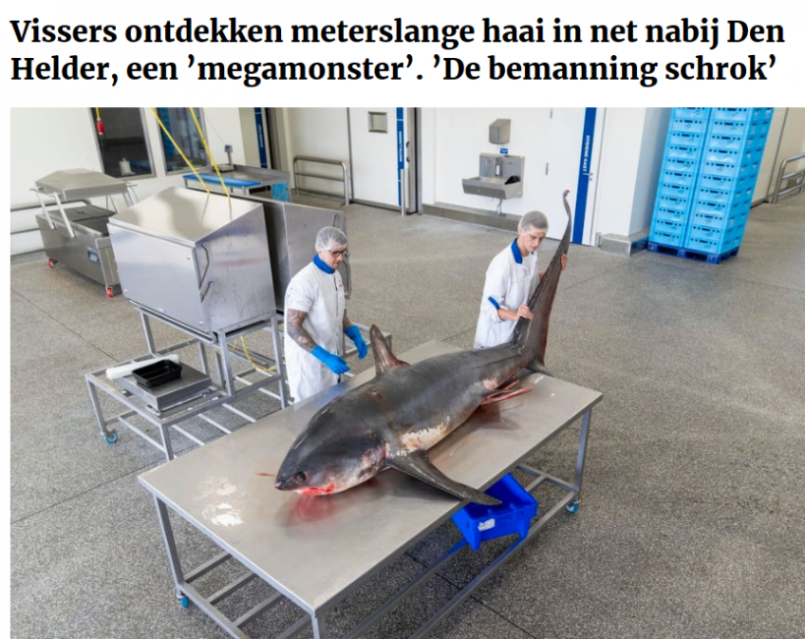 haai Den Helder.png