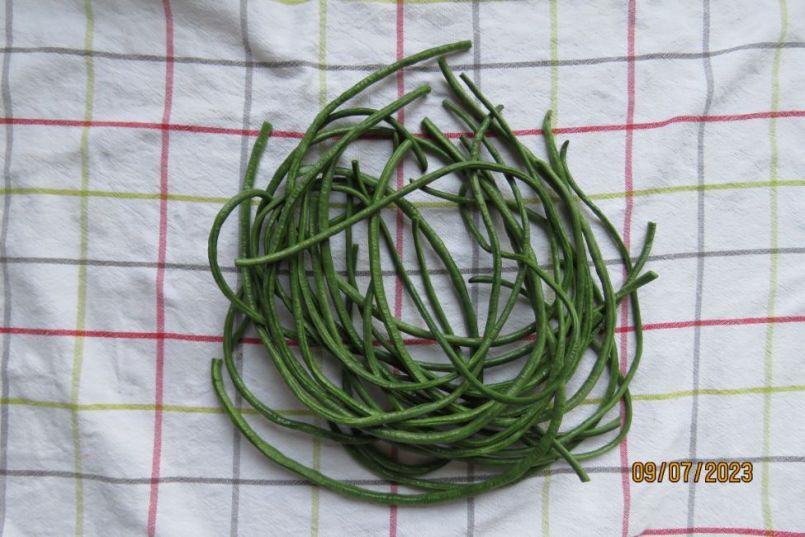 kouseband2.thumb.JPG.837a638cc8eb7cddf165d6e816c8e508.JPG