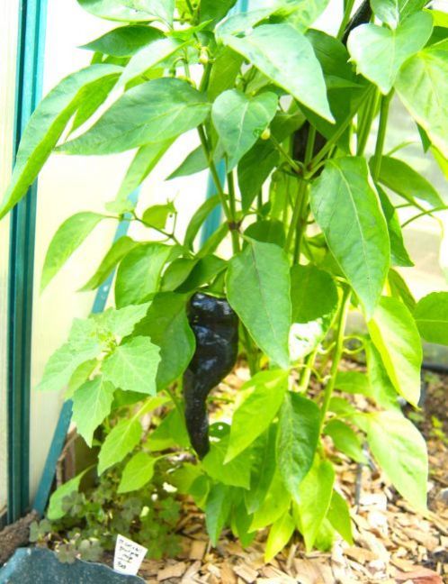 marconi purple a.JPG