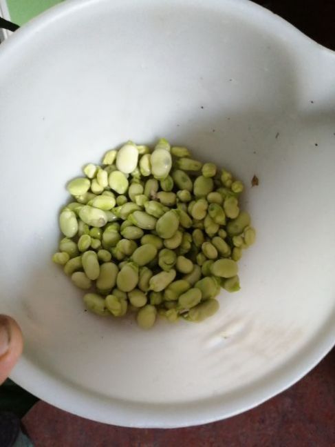 tuinboon.thumb.jpg.adb9ee8596cb88c674bd63a464a0101c.jpg