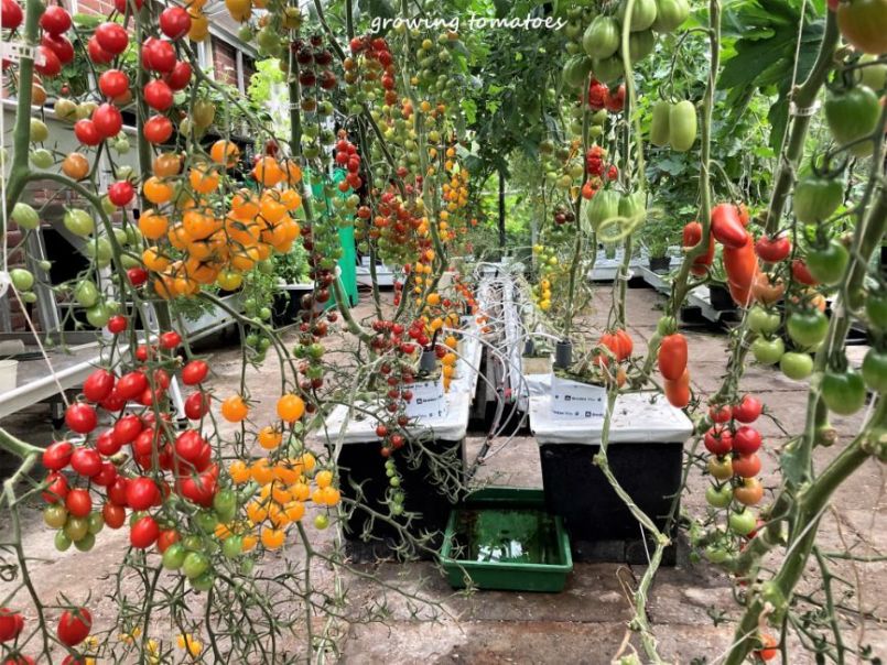 01Tomaten2023-08-1901.thumb.JPG.861332db178ff1eed94a5222409ecf07.JPG