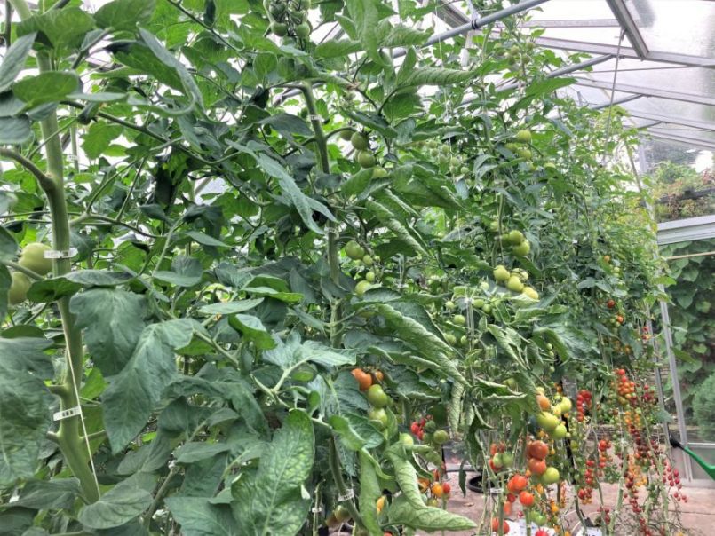 02Tomaten2023-08-1902.thumb.JPG.fb879a6d3038528bedbbc8a5b4f7a773.JPG