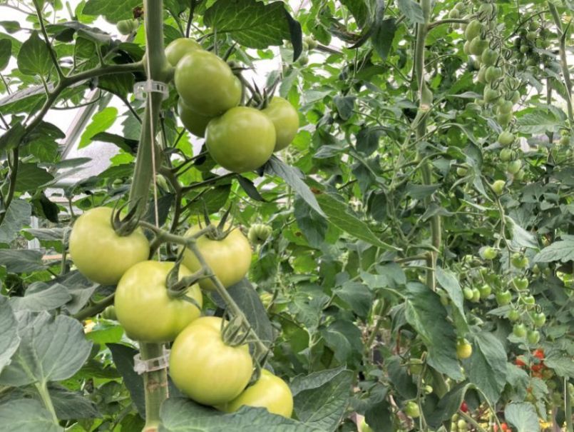 04Tomaten2023-08-1904.thumb.JPG.27038c00b841cd0aac71c192c3697fb4.JPG