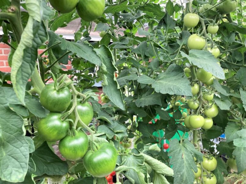 05Tomaten2023-08-1906.thumb.JPG.ab6b90cf2db962c7bfef22386ed831f5.JPG