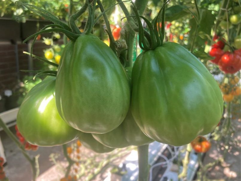 07Tomaten2023-08-2104.thumb.JPG.7d19afd3d74606e1af0618db656e2063.JPG