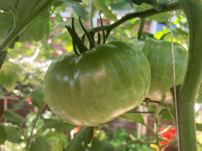 08Tomaten2023-08-2105.thumb.JPG.4707f28a8923346c90ec22875b026adf.JPG