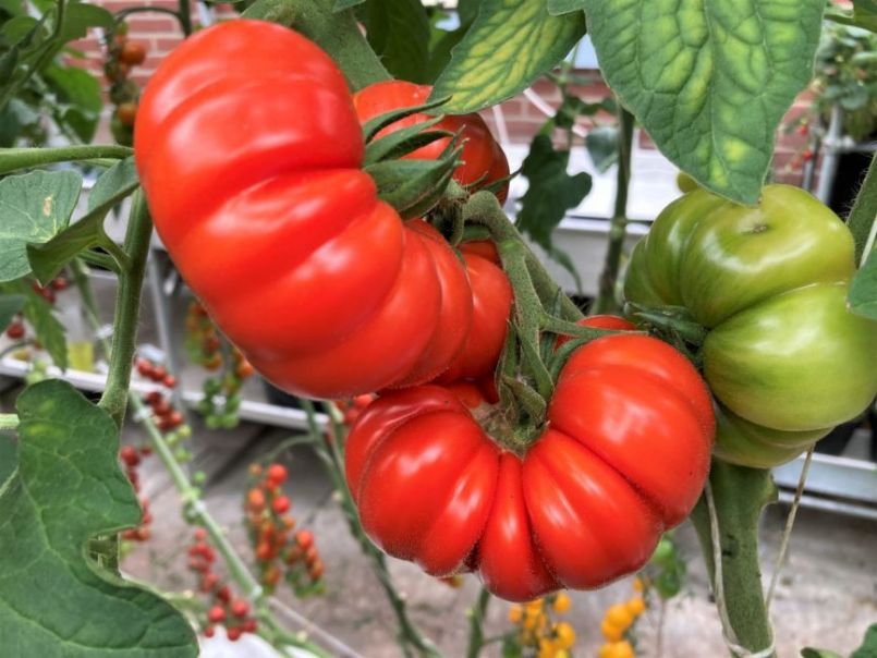 09Tomaten2023-08-1905.thumb.JPG.9a69244c8b789ce324cef2e38ecca9f9.JPG