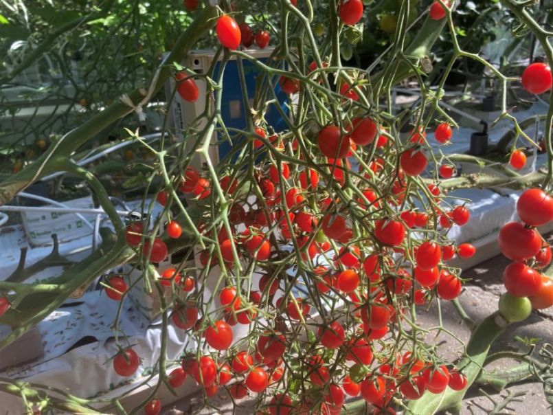 10Tomaten2023-08-2101.thumb.JPG.e7c050bba26d8a7c57dadd9b0688984f.JPG