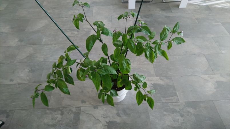 DSC_1697.JPG