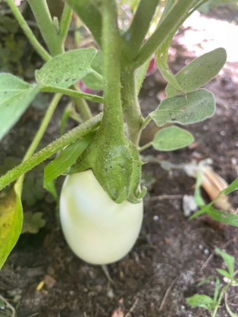 IMG_9615.thumb.jpeg.ff66b870ac3b4ab464dac2a45706047a.jpeg