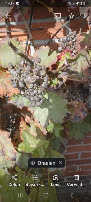 druiven.jpg