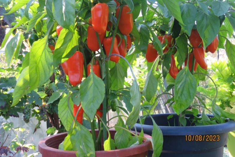 papbuiten_pot.thumb.JPG.cfeab57e1f72ec8cd69f5072f3cf0473.JPG