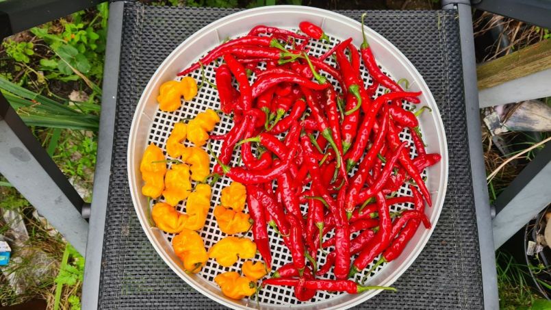 20230913_Oogst_Cayenne.jpg